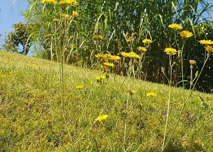 1step2allstars Baumhaus Wuppertal